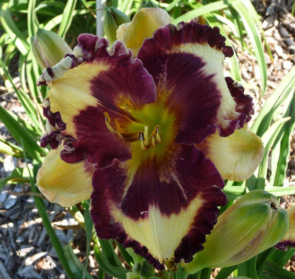 Photo of Daylily (Hemerocallis 'Simply Leaves Me Breathless') uploaded by twixanddud