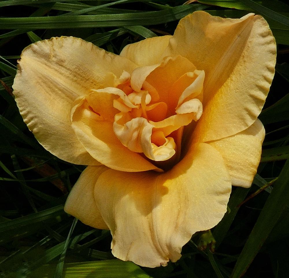 Photo of Daylily (Hemerocallis 'Jean Swann') uploaded by Charlemagne