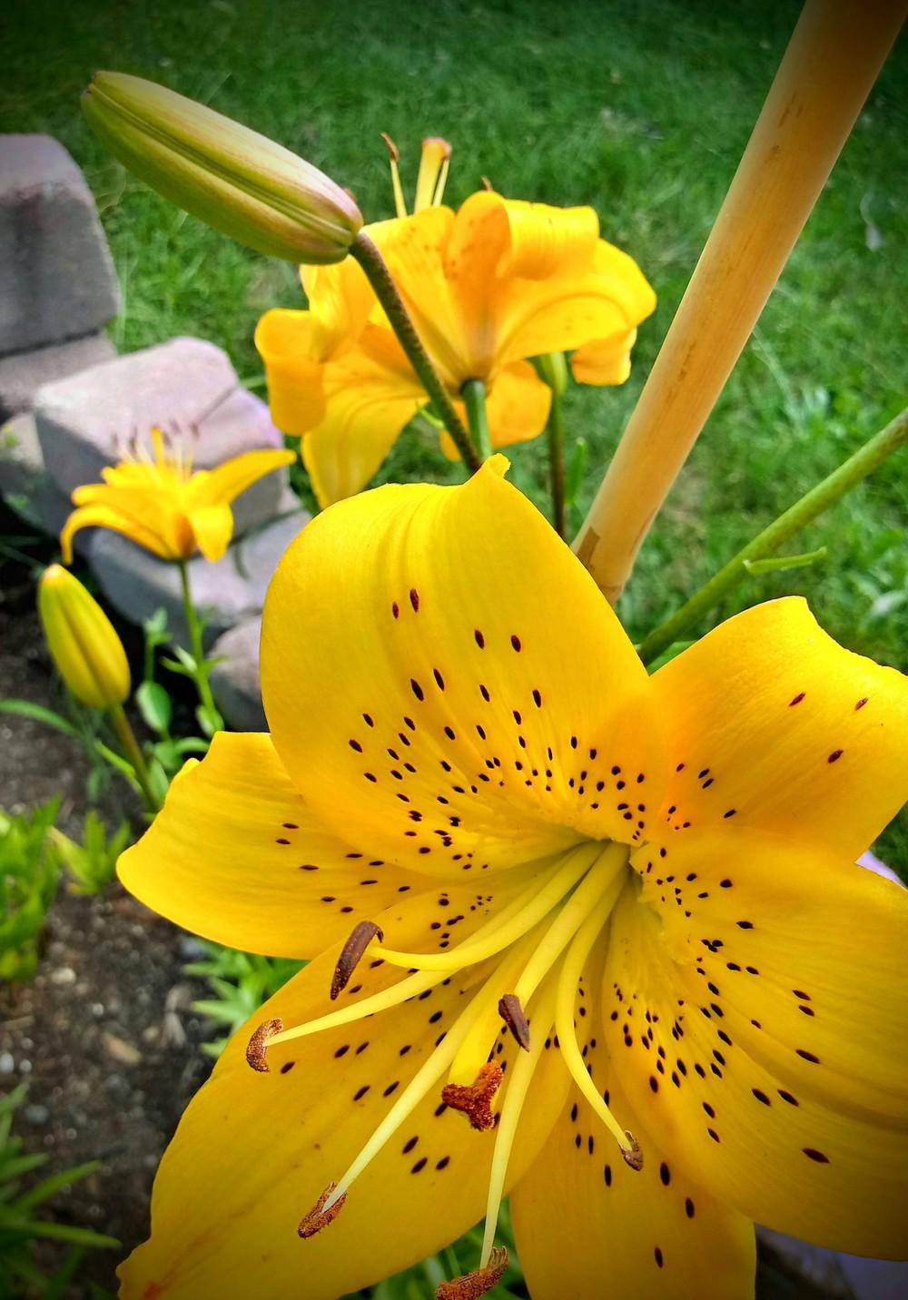 Photo of Lily (Lilium 'Yellow Joy') uploaded by JayZeke