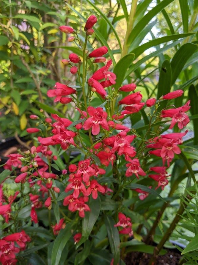 Photo of Penstemon Riding Hood Red uploaded by Joy