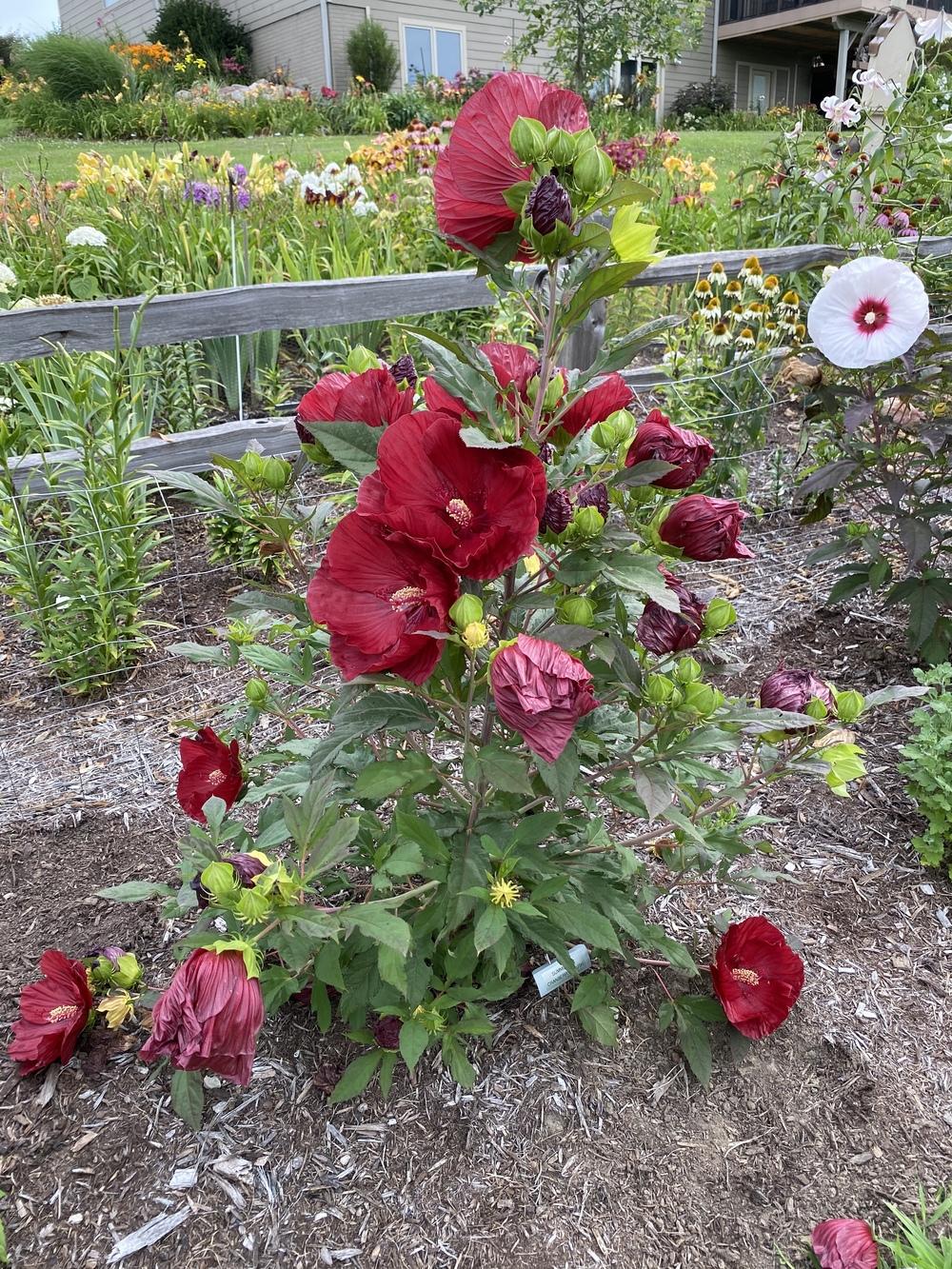 Photo of Hybrid Hardy Hibiscus (Hibiscus Summerific™ Cranberry Crush) uploaded by Legalily