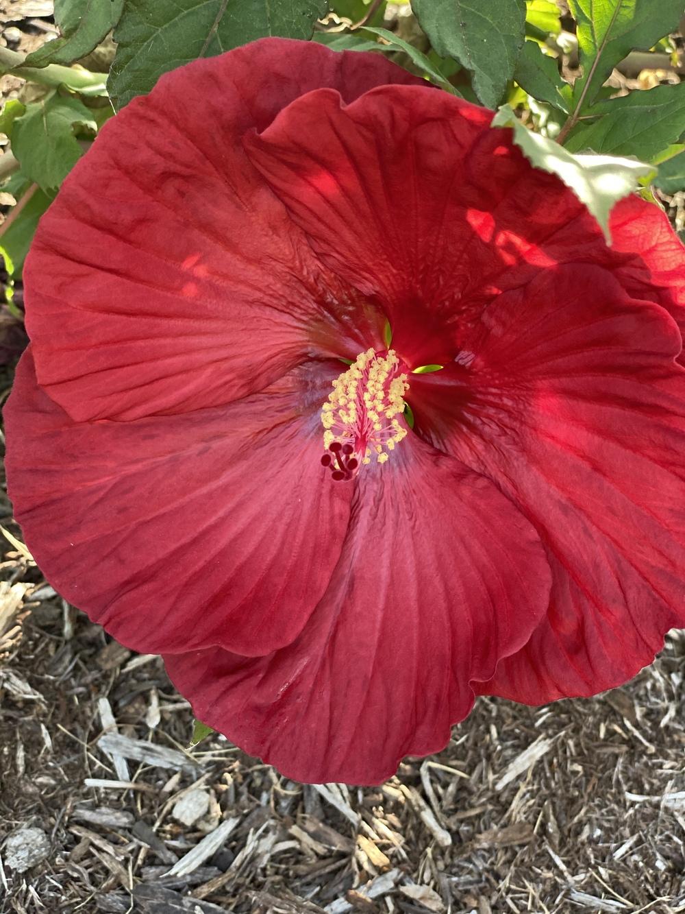 Photo of Hybrid Hardy Hibiscus (Hibiscus Summerific™ Cranberry Crush) uploaded by Legalily