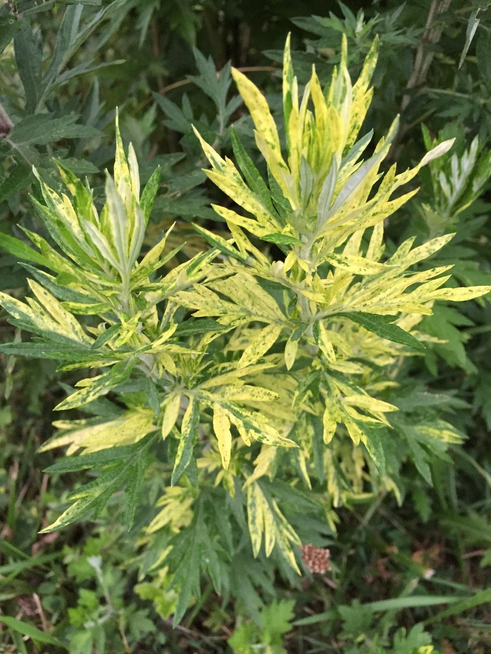 Photo of Variegated Mugwort (Artemisia vulgaris Oriental Limelight) uploaded by SkirtGardener