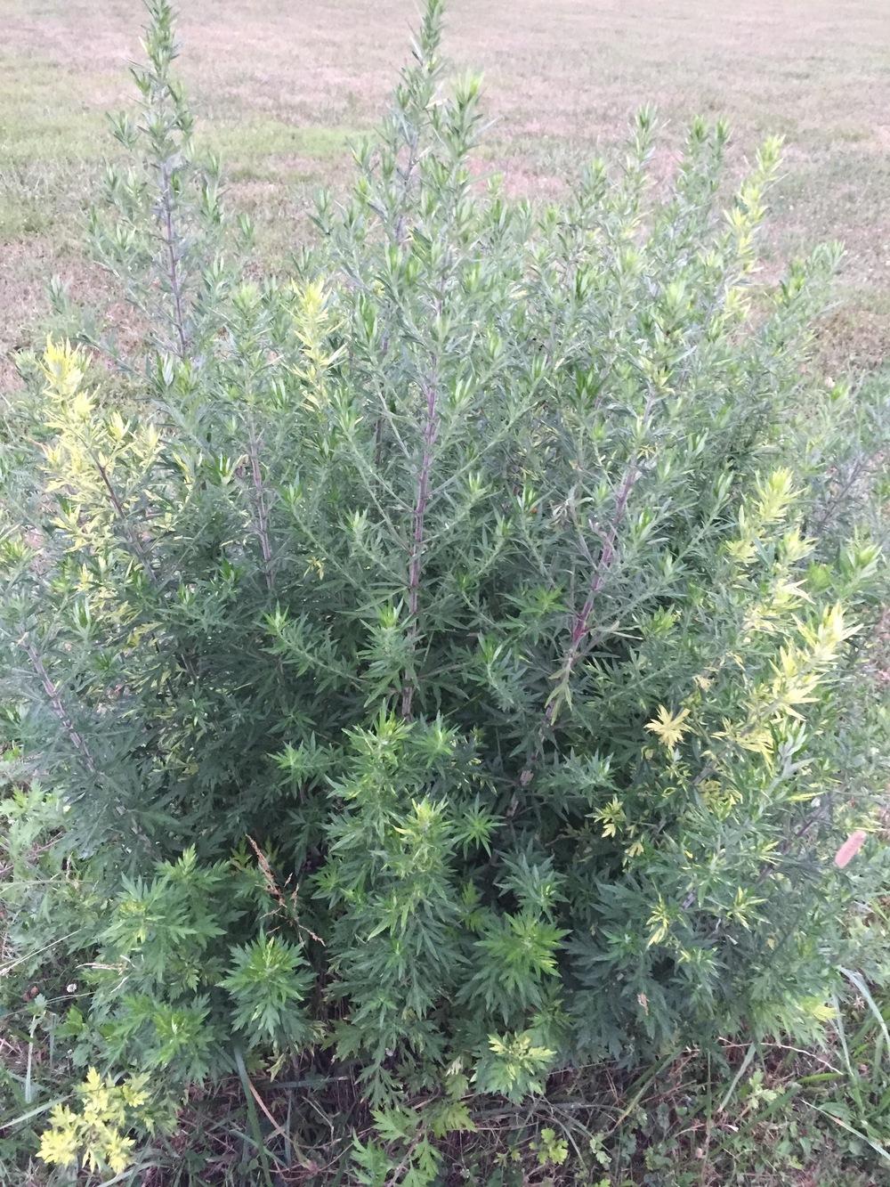 Photo of Variegated Mugwort (Artemisia vulgaris Oriental Limelight) uploaded by SkirtGardener