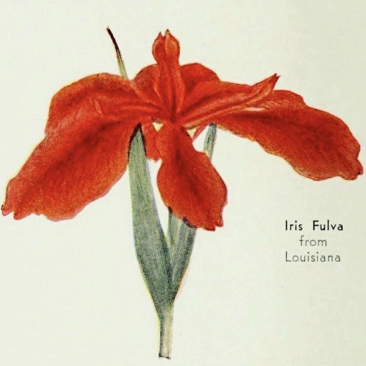 Photo of Species Iris (Iris fulva) uploaded by scvirginia