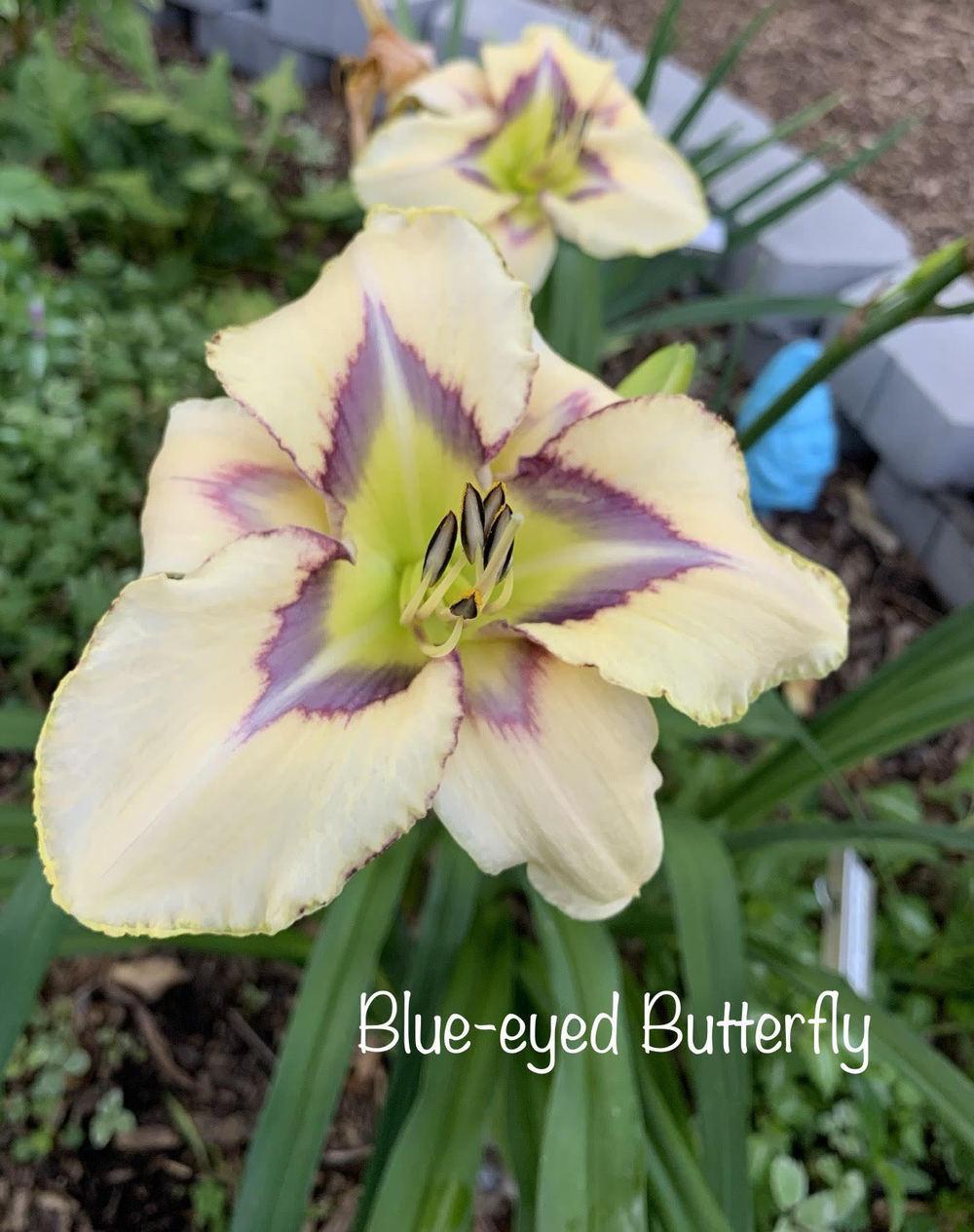Photo of Daylily (Hemerocallis 'Blue-eyed Butterfly') uploaded by tinahartman64