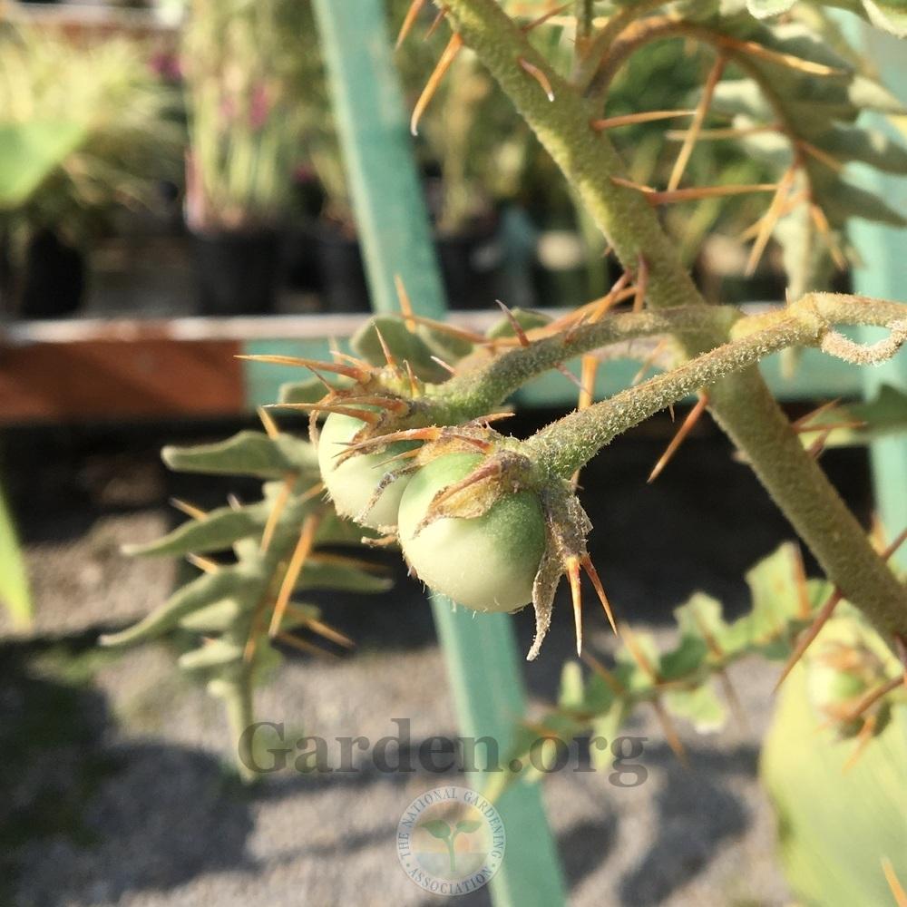 Photo of Porcupine Tomato (Solanum pyracanthos) uploaded by BlueOddish