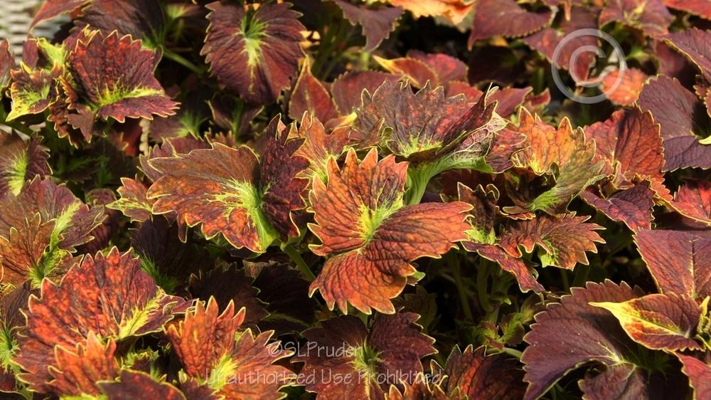 Photo of Coleus (Coleus scutellarioides 'Tilt a Whirl') uploaded by DaylilySLP