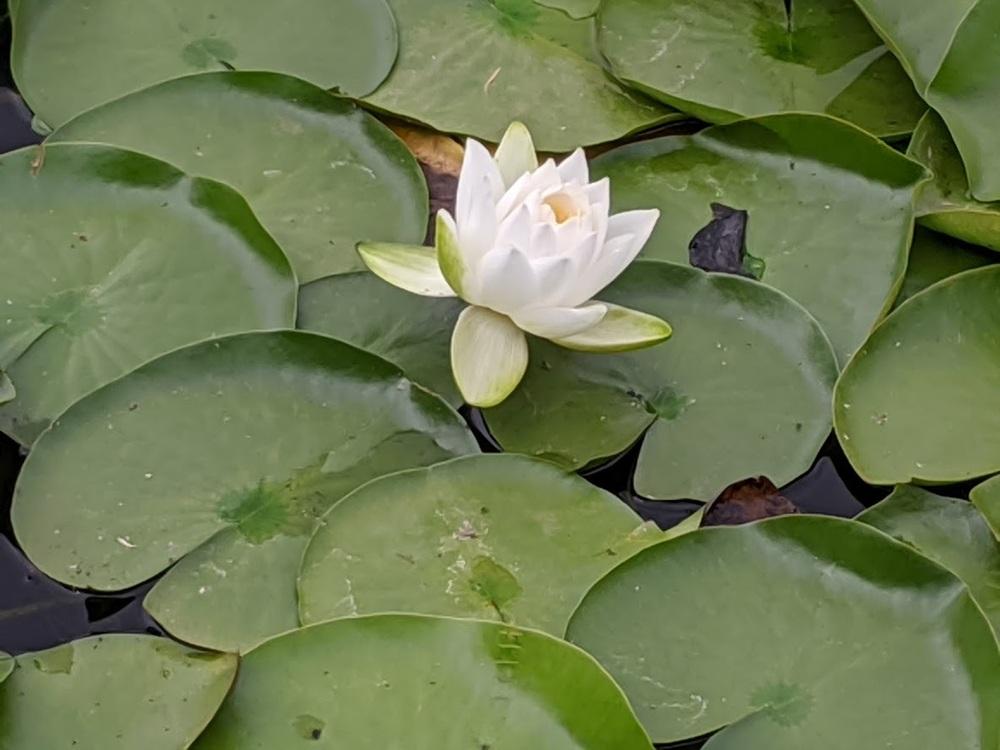 Photo of Water Lily (Nymphaea alba) uploaded by Joy