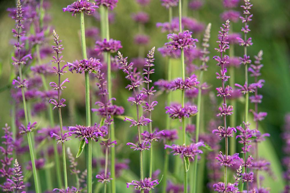 Photo of Anise Hyssop (Agastache pallidiflora subsp. neomexicana) uploaded by dirtdorphins