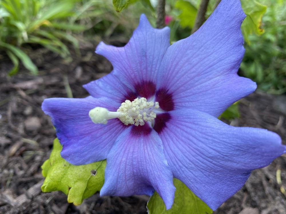 Photo of Rose of Sharon (Hibiscus syriacus Blue Satin®) uploaded by aikenforflowers