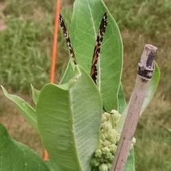 Location: Athol, MA
Date: 2020-07-15
#pollination  Gettin' busy in the milkweed!