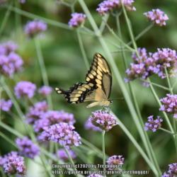 Location: My garden in N E Pa. 
Date: 2020-08-07
Every year the Giant Swallowtail butterfly stops by to sip this f