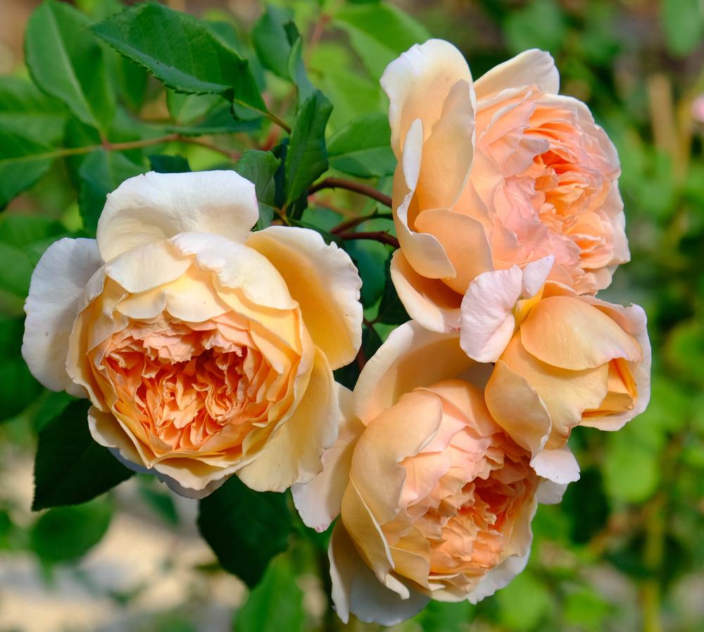 Photo of English Shrub Rose (Rosa 'Crown Princess Margareta') uploaded by AnnKNCalif