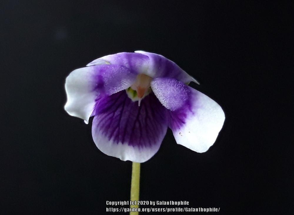 Photo of Ivy-Leaf Violet (Viola hederacea) uploaded by Galanthophile