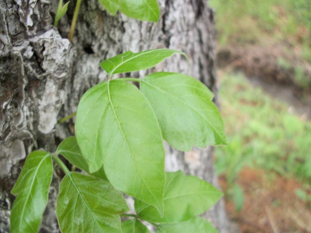 Photo of Poison Ivy (Toxicodendron radicans) uploaded by SkirtGardener