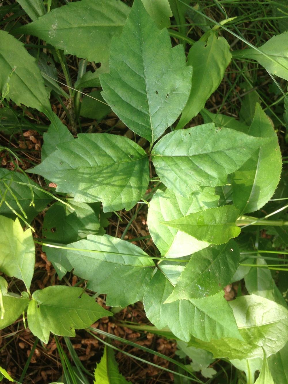 Photo of Poison Ivy (Toxicodendron radicans) uploaded by SkirtGardener