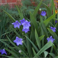 Location: in my garden in Oklahoma City
Date: 06-15-2020
Platycodon grandiflorus 'Astra Blue'