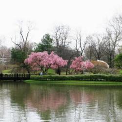 Location: in Seiwa-en, part of the Missouri Botanical Garden
Date: Spring, 2004
Prunus subhirtella 'Pendula Rosea
