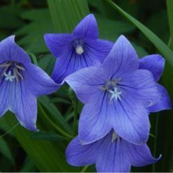 Location: in my garden in Oklahoma City
Date: 06-15-2020
Platycodon grandiflorus 'Astra Blue'