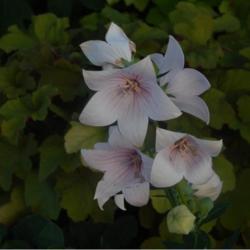Location: in my garden in Oklahoma City
Date: 06-15-2020
Platycodon grandiflorus 'Astra Pink'