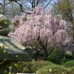 Location: in Seiwa-en, part of the Missouri Botanical Garden
Date: Spring, 2004
Prunus subhirtella 'Pendula Rosea'