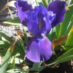 Location: Side garden east facing, Zone 6b NV
Date: August 2020
First pic of this iris I've managed to get a decent idea of it's 