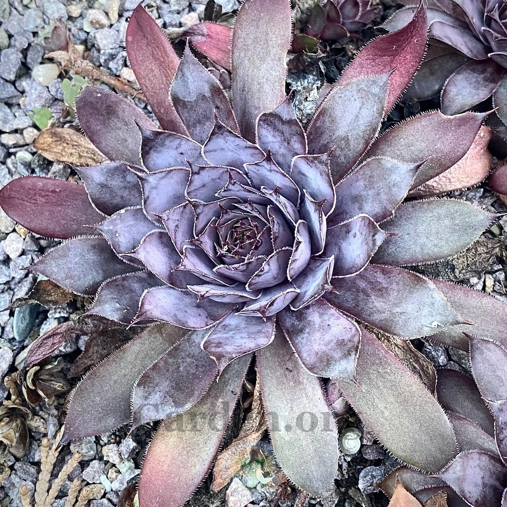 Photo of Hen and Chick (Sempervivum 'Polly Bishop') uploaded by springcolor