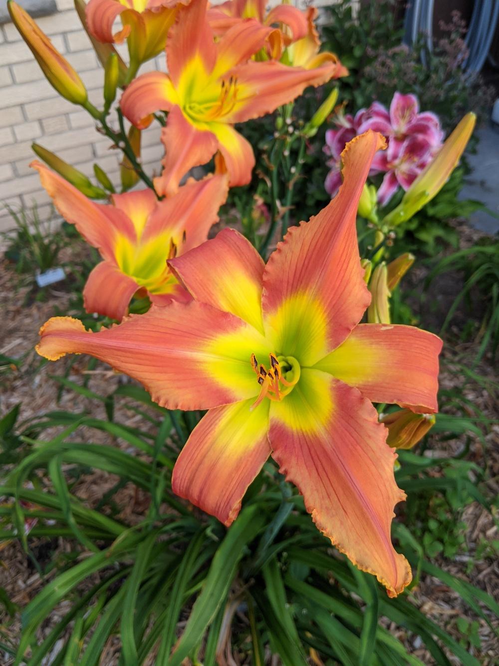 Photo of Daylily (Hemerocallis 'Mean Green') uploaded by cataddict