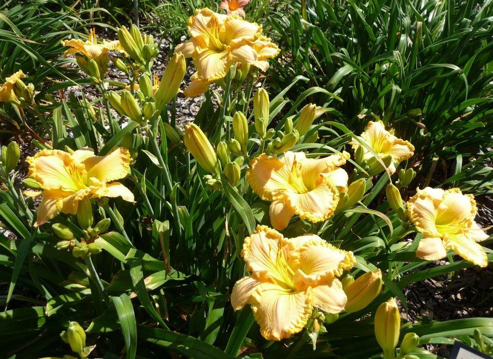 Photo of Daylily (Hemerocallis 'The Goldilocks Effect') uploaded by twixanddud