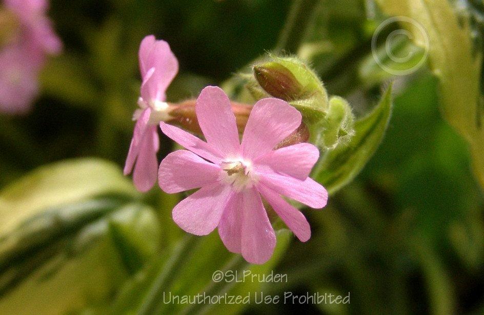 Photo of Variegated Catchfly (Silene dioica 'Clifford Moor') uploaded by DaylilySLP