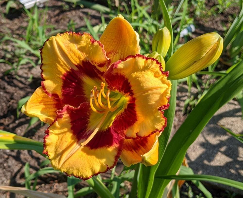 Photo of Daylily (Hemerocallis 'Don't Touch That') uploaded by Artsee1