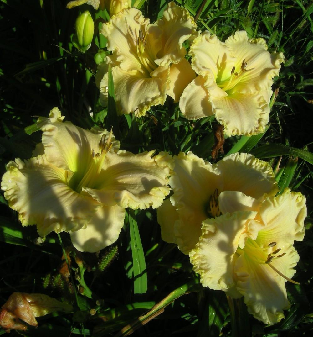 Photo of Daylily (Hemerocallis 'Victorian Lace') uploaded by Friesfan1