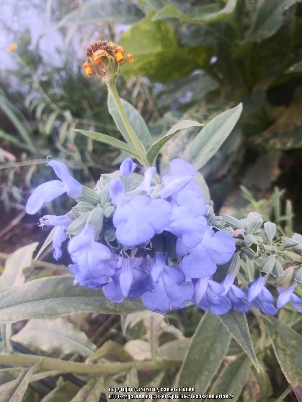 Photo of Blue Sage (Salvia azurea) uploaded by TexasPlumeria87