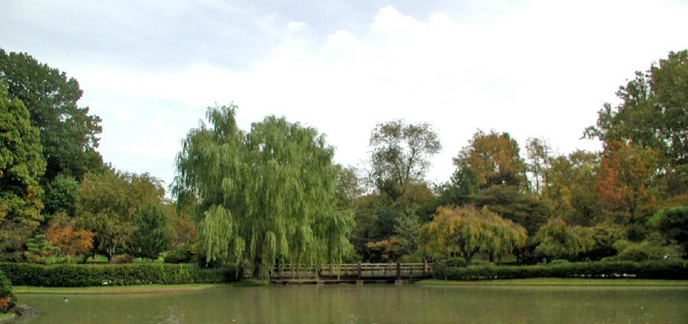 Photo of Weeping Willow (Salix babylonica) uploaded by jathton