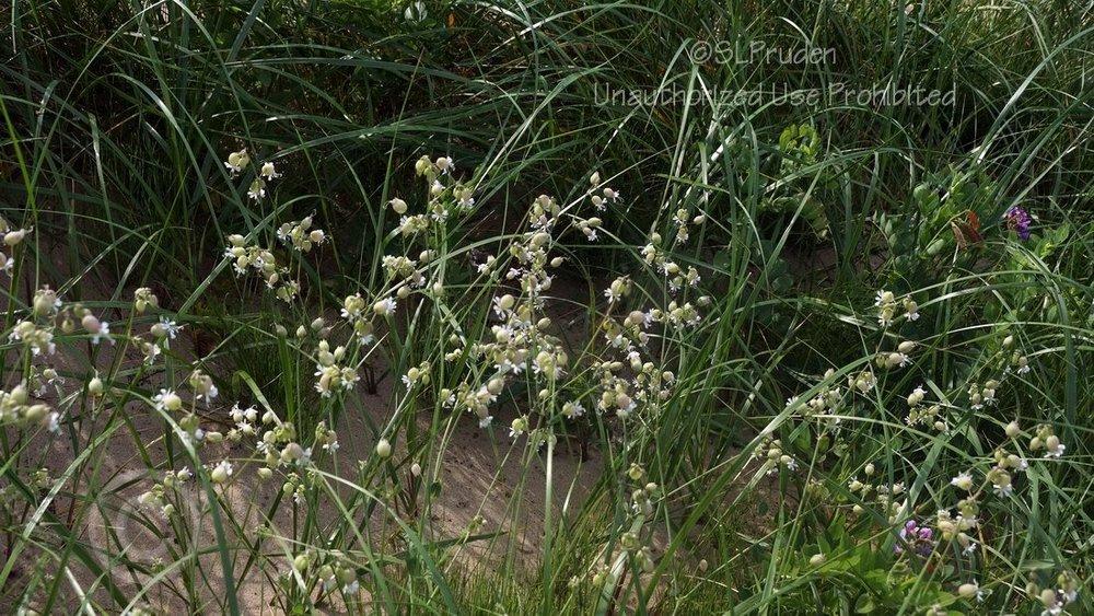 Photo of Bladder Campion (Silene vulgaris) uploaded by DaylilySLP