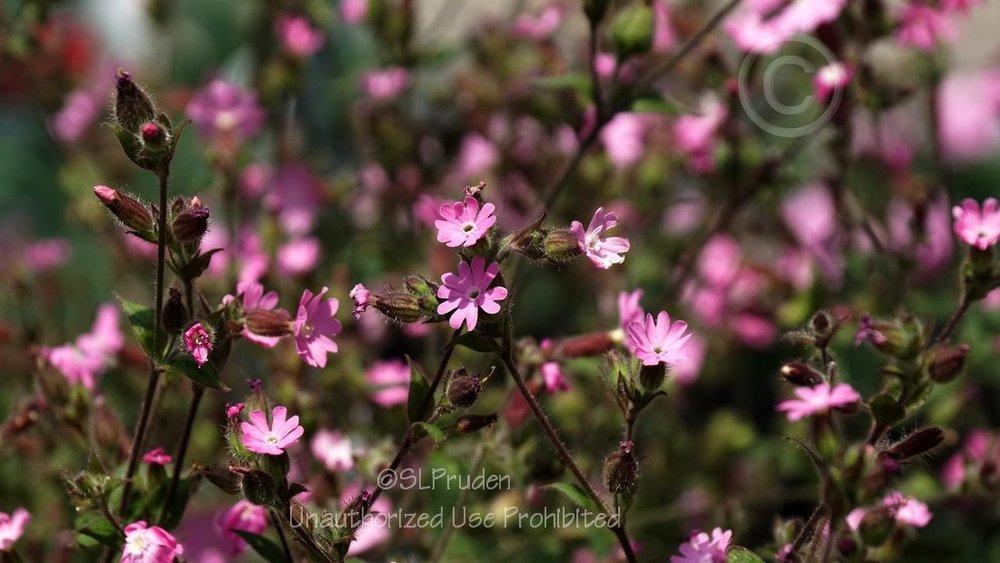 Photo of English Maiden (Silene dioica) uploaded by DaylilySLP