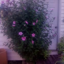Location: South Carolina. At my garden shed.
Date: 08/01/2020
Rose of Sharon
