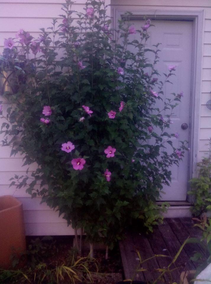 Photo of Rose of Sharon (Hibiscus syriacus Blue Satin®) uploaded by SPUNKIEWOLF
