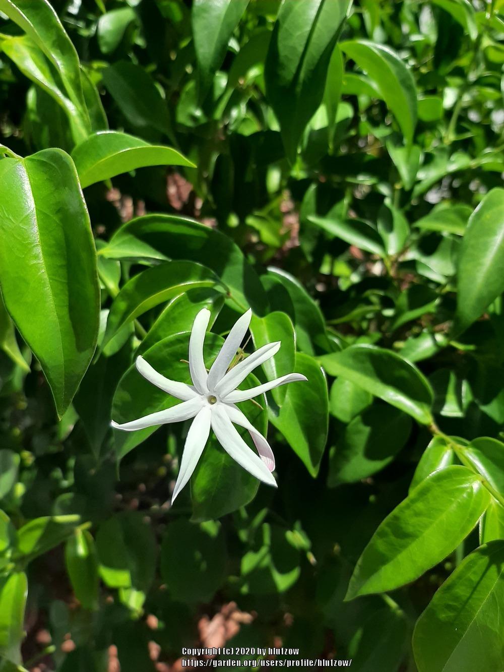Photo of Star Jasmine (Jasminum laurifolium var. laurifolium) uploaded by hlutzow