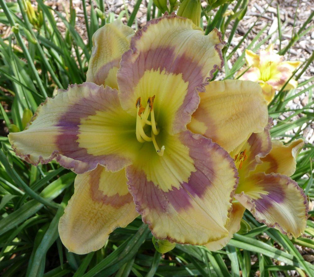 Photo of Daylily (Hemerocallis 'Violet Stained Glass') uploaded by twixanddud
