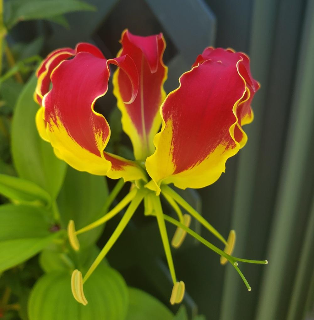 Photo of Gloriosa Lily (Gloriosa superba 'Rothschildiana') uploaded by CBJoyce
