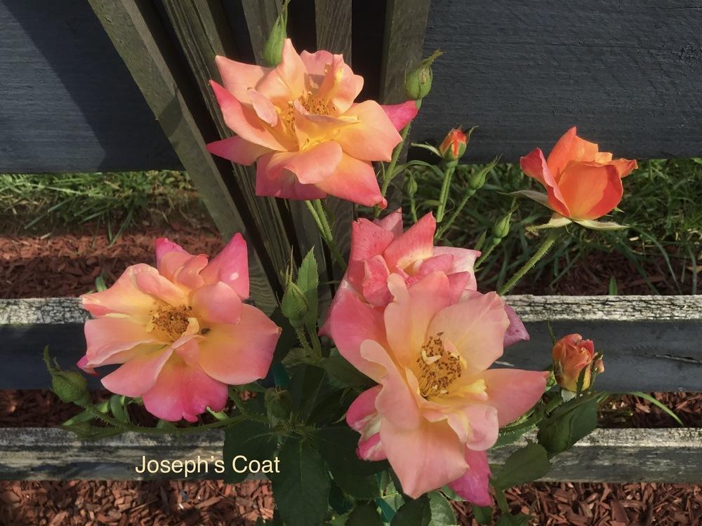 Photo of Rose (Rosa 'Joseph's Coat') uploaded by KYgal