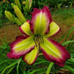 Location: My home
Date: 2020-07-12
daylily "rose f. Kennedy"