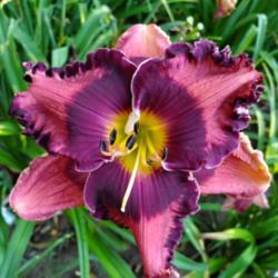 Location: My home
Date: 2020-07-25
daylily "the band played on"