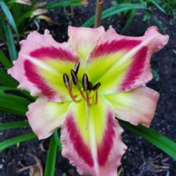 Location: My home
Date: 2020-07-20
daylily "queen of green"