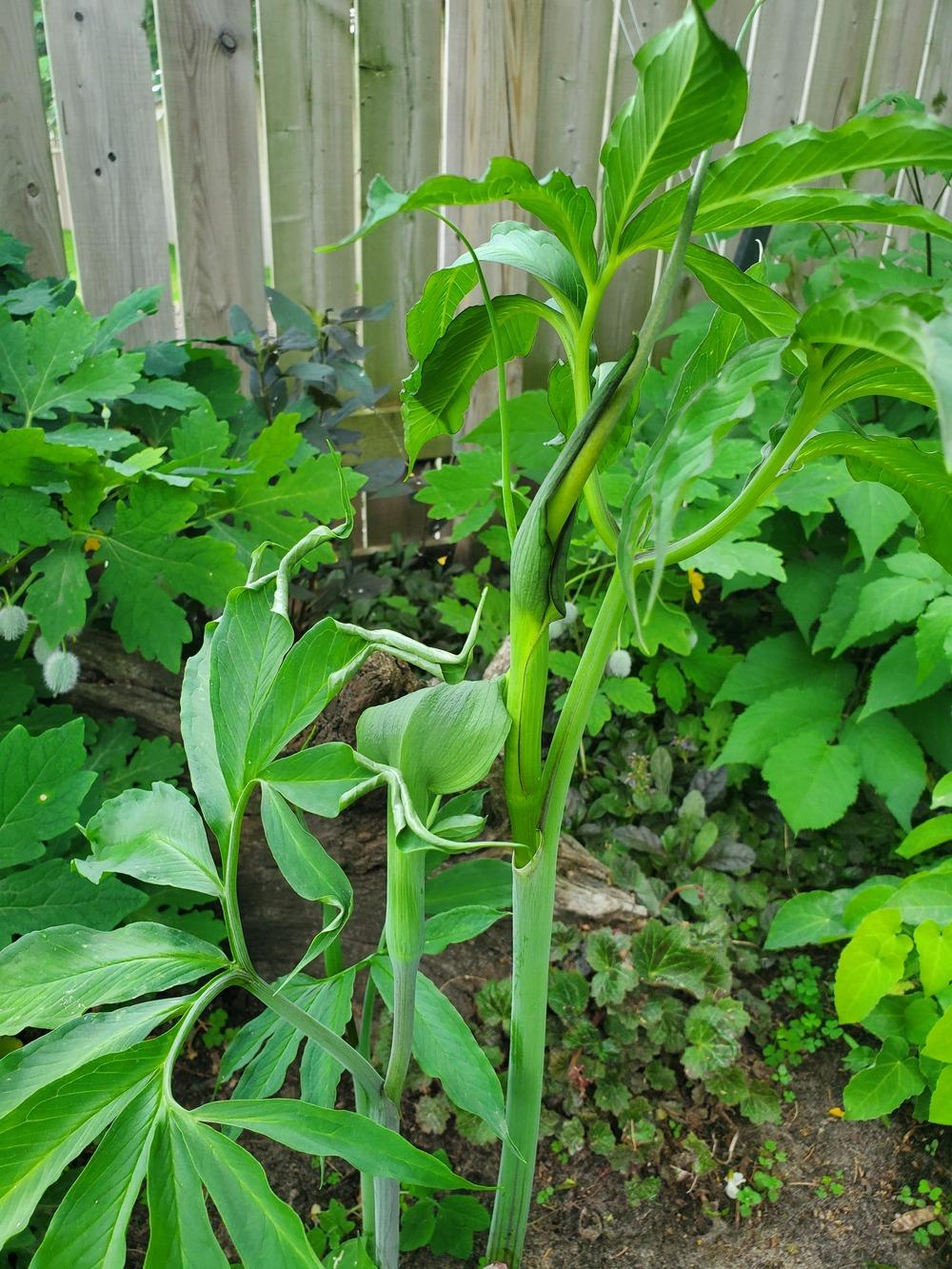 Photo of Dancing Crane Cobra Lily (Arisaema heterophyllum) uploaded by K_Sauer
