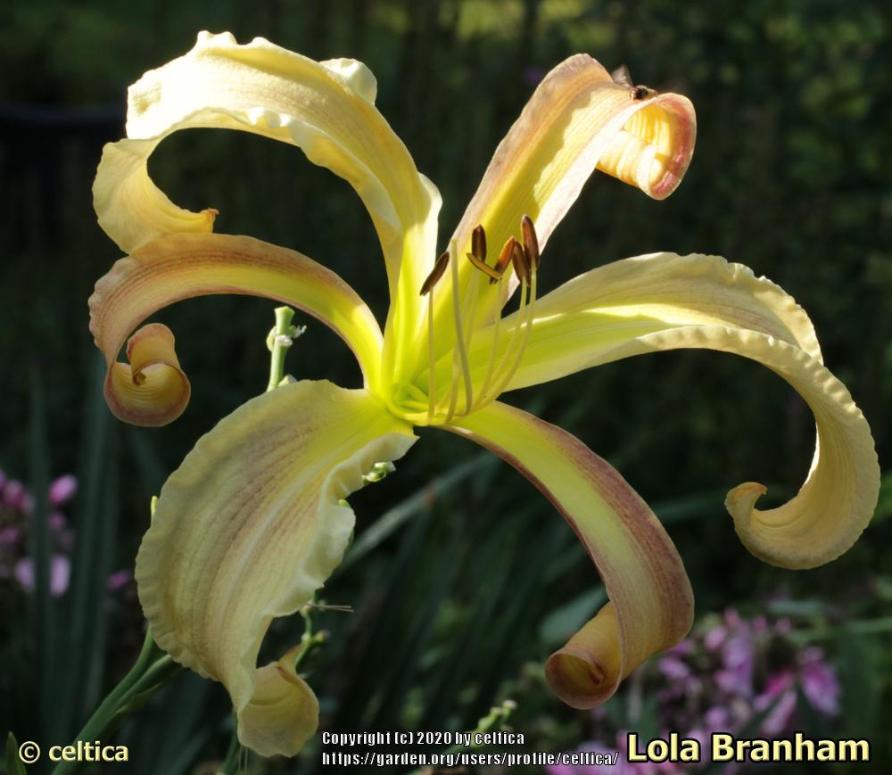 Photo of Daylily (Hemerocallis 'Lola Branham') uploaded by celtica