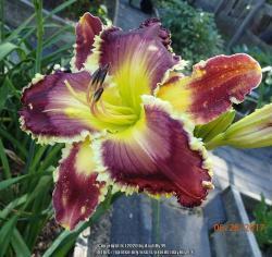 Thumb of 2020-08-16/daylilly99/746a00