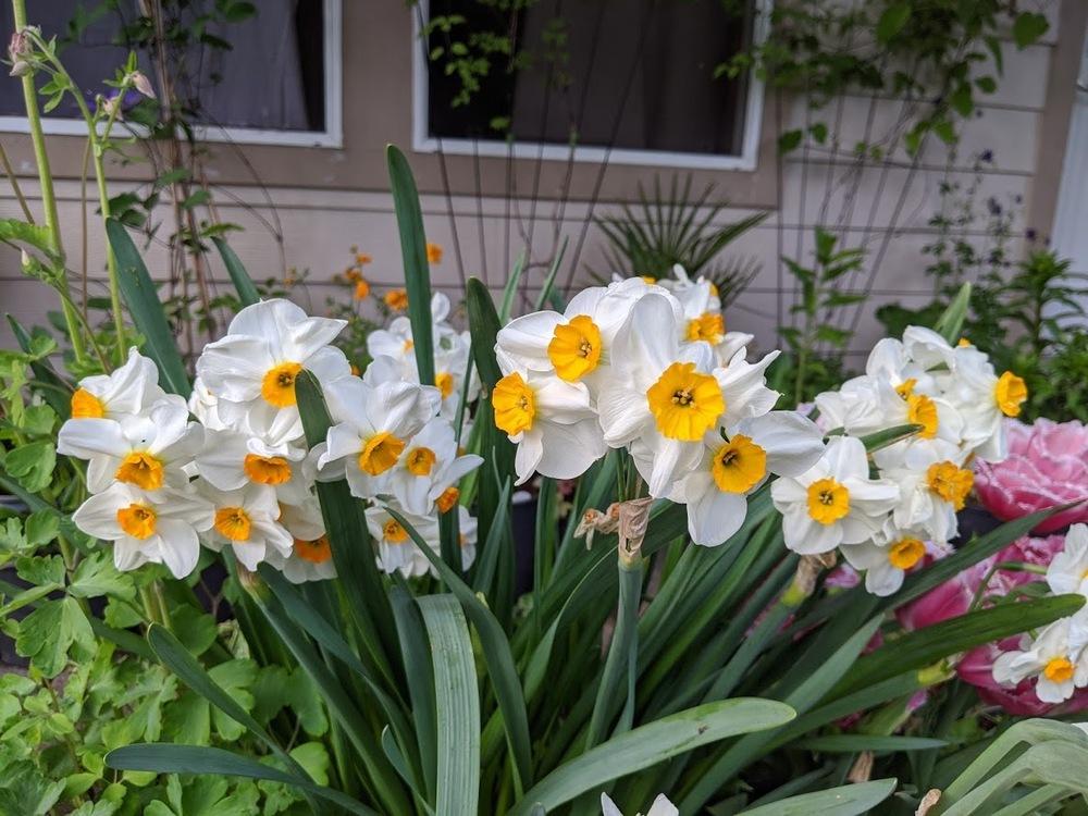 Photo of Daffodil (Narcissus 'Geranium') uploaded by Joy
